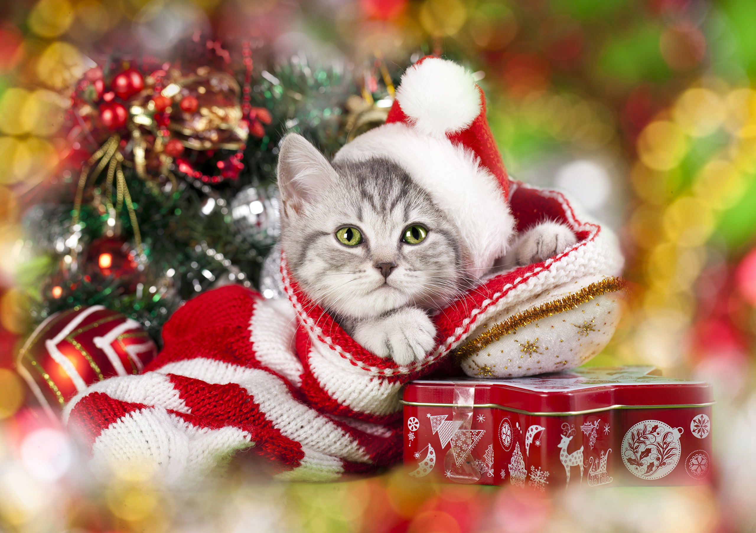 Cats_Christmas_Kittens_457495.jpg