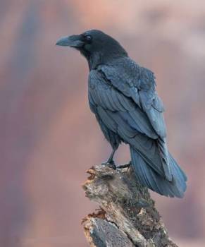 corvus.jpg