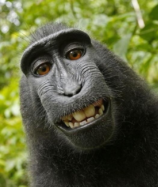 monkeysmile.jpg